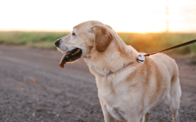 How to Start A Dog Walking Business