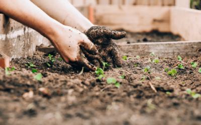 Case Study: The Elizabeth Way Allotment Association