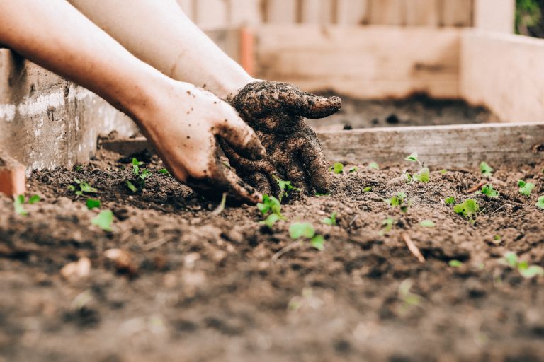 Case Study: The Elizabeth Way Allotment Association