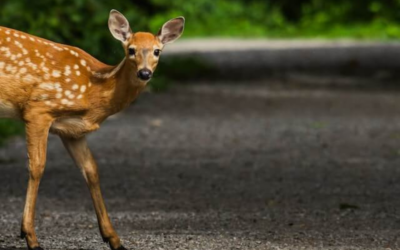 What should I do if I hit an animal with my car?