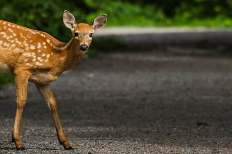 What Should I Do if I Hit an Animal When Driving?
