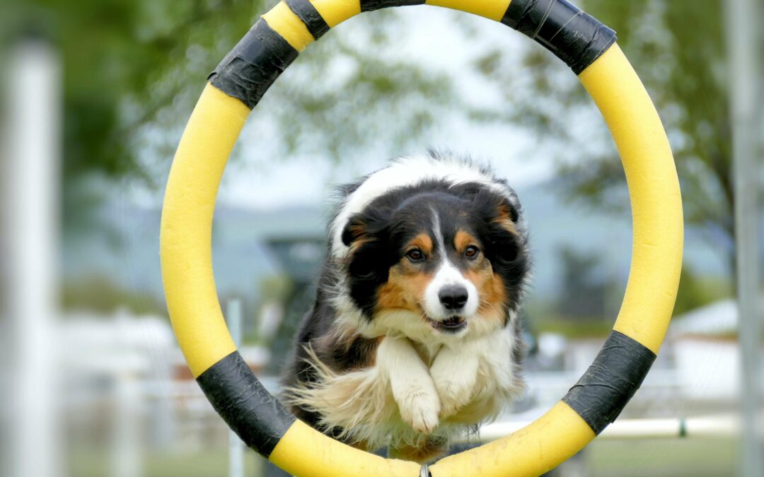 British Agility Championships