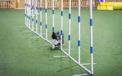 We’re sponsoring the British Agility Championships 2024