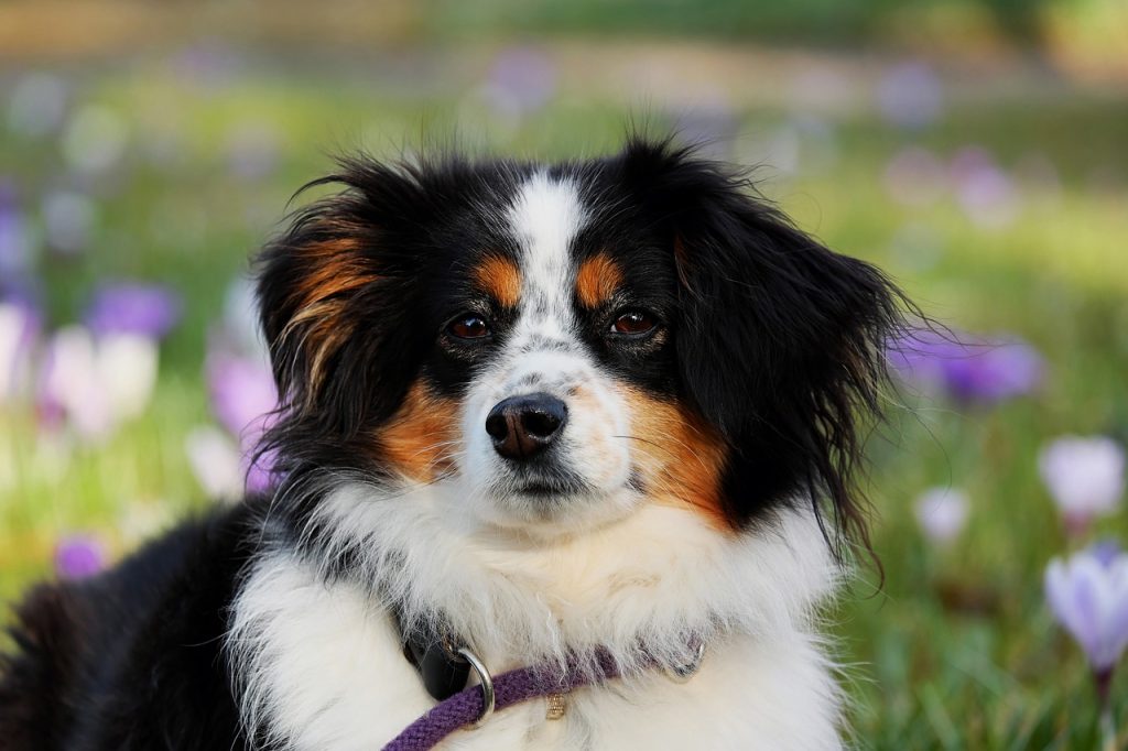 Dog Microchipping Insurance