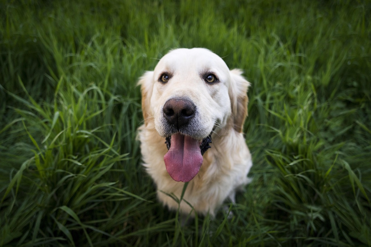 Canine Club, Association and Society Insurance