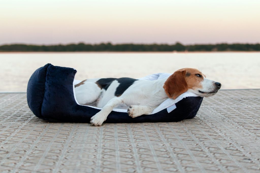 Dog Boarding Insurance