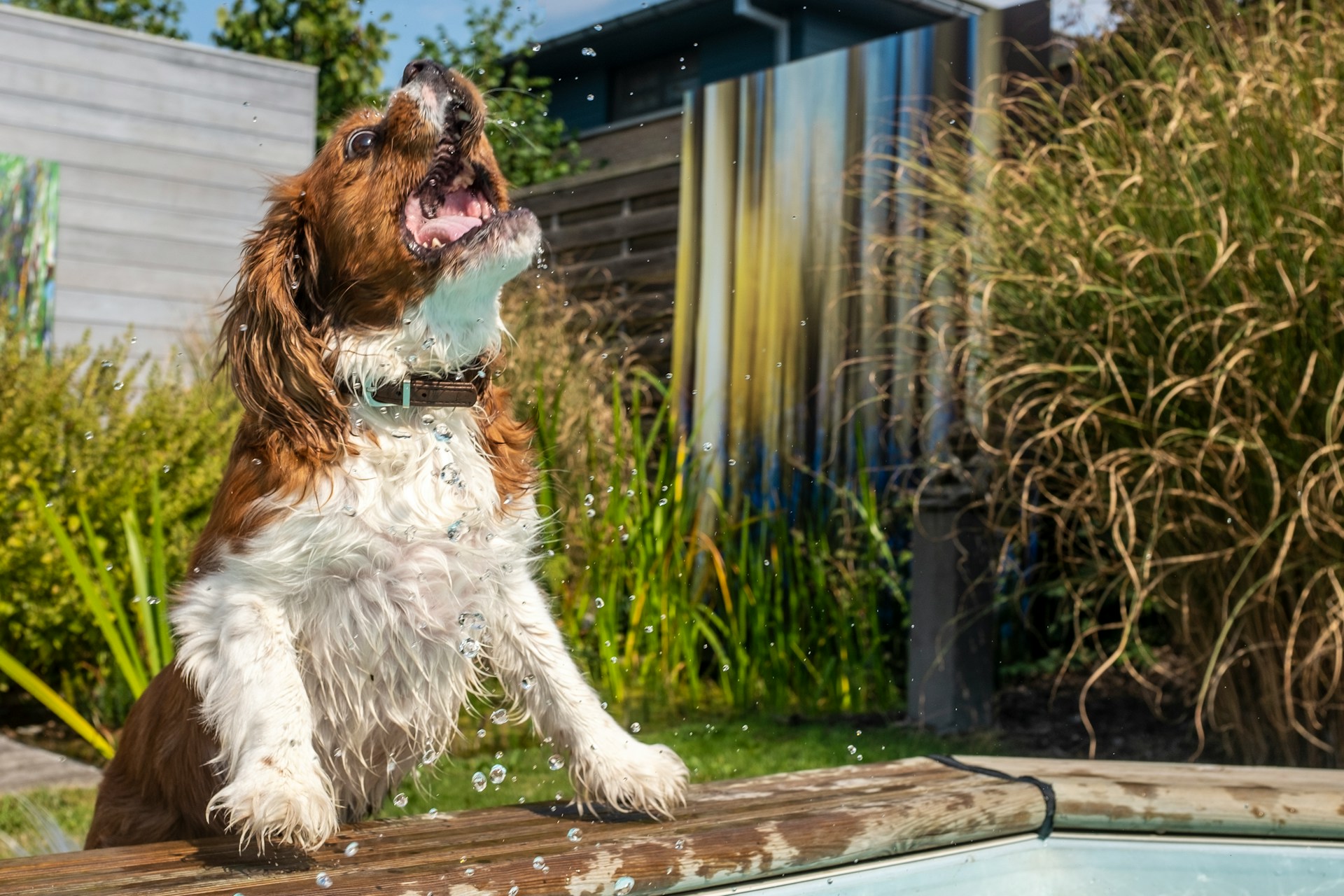 What makes insuring a dog hydrotherapy business different?