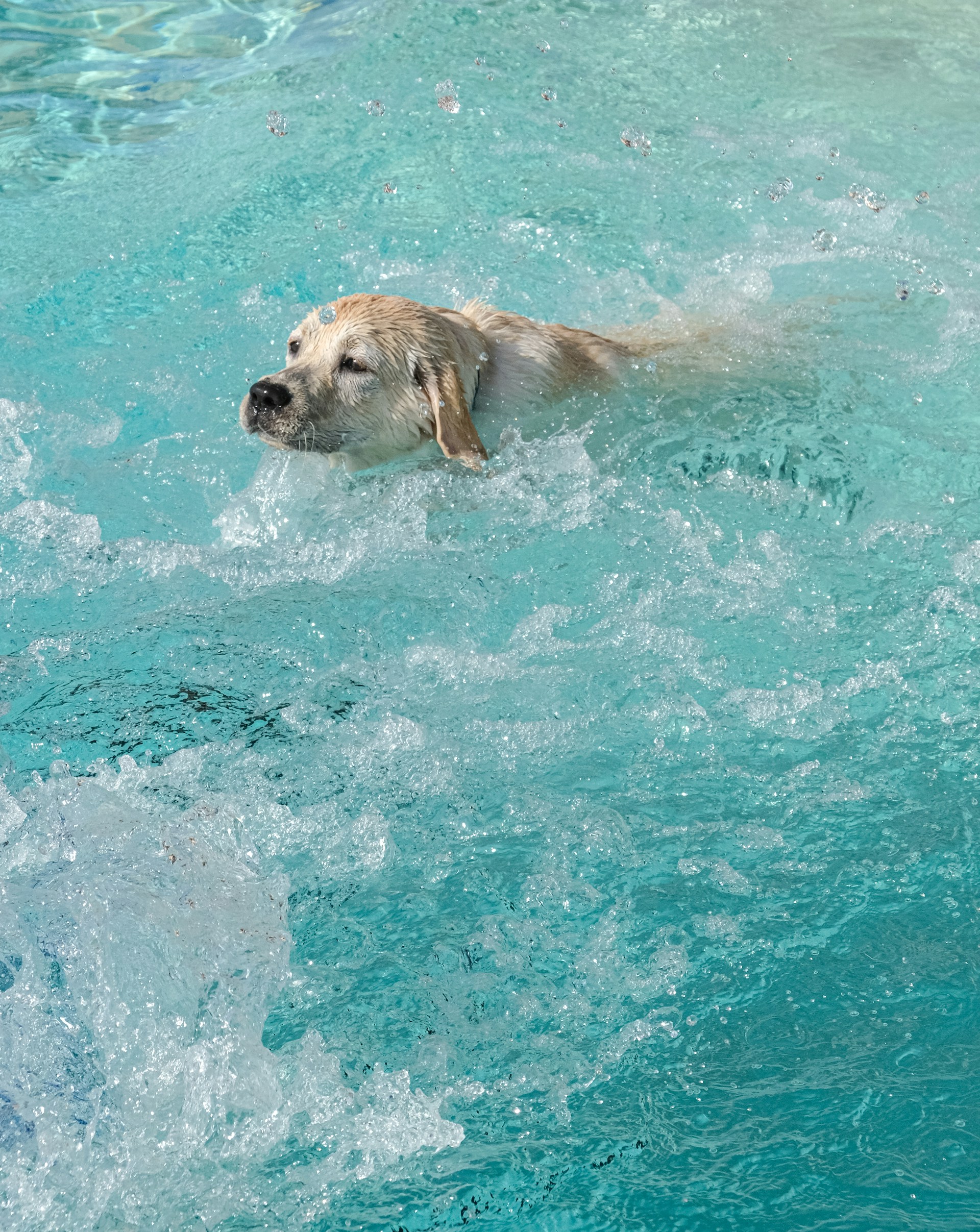 What does dog hydrotherapist insurance cover?
