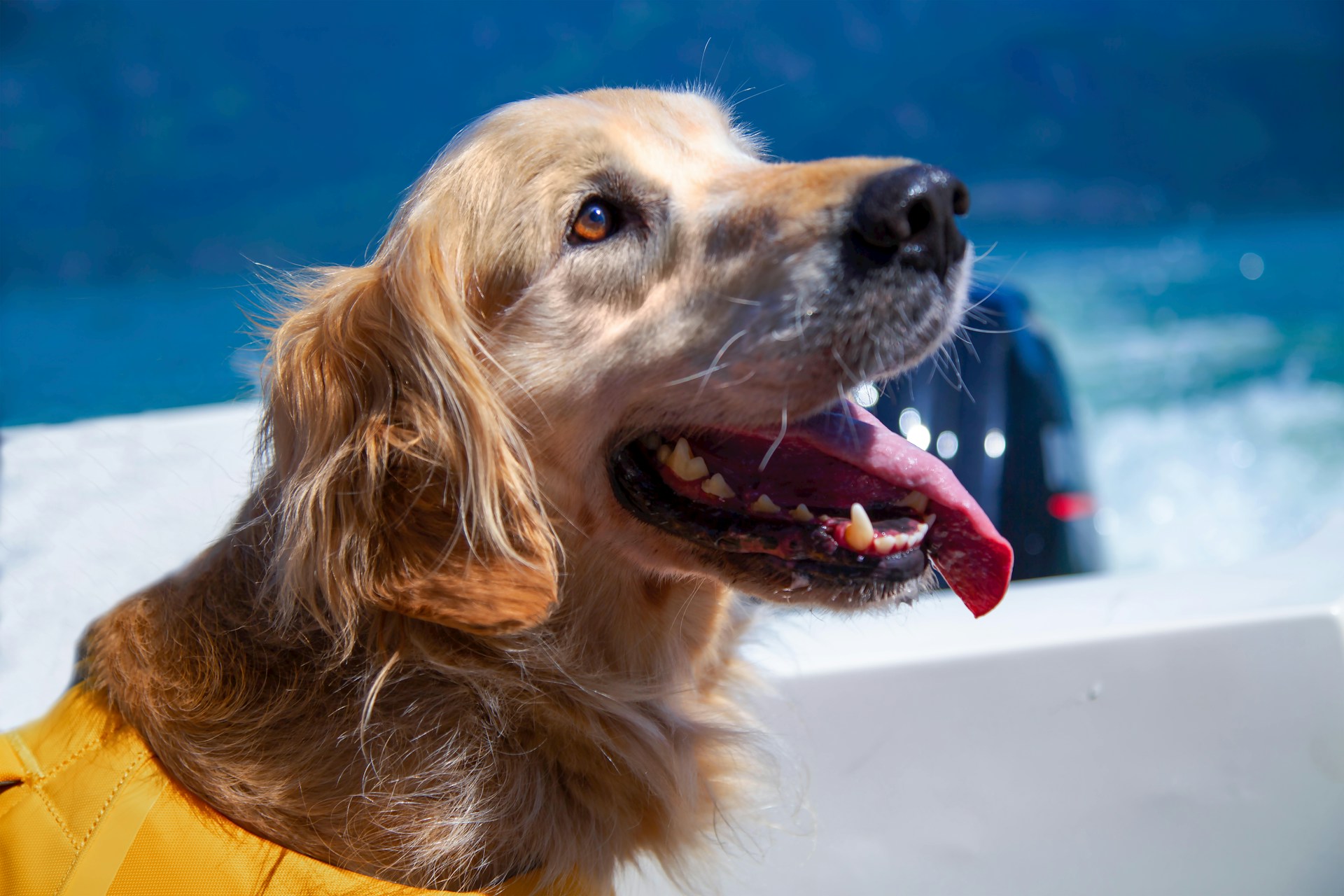 Why do you need specialist dog hydrotherapist insurance?