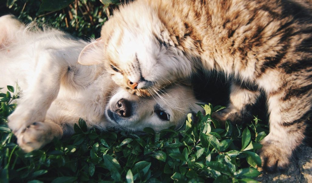 Cat & Dog Grooming Insurance